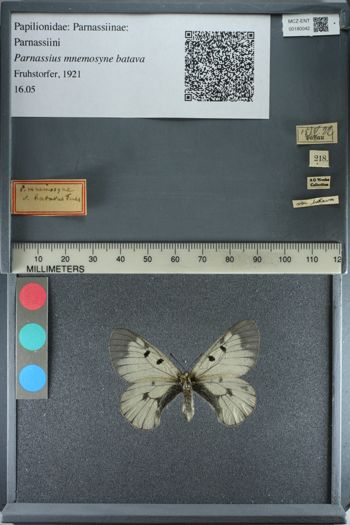 Media type: image;   Entomology 180042